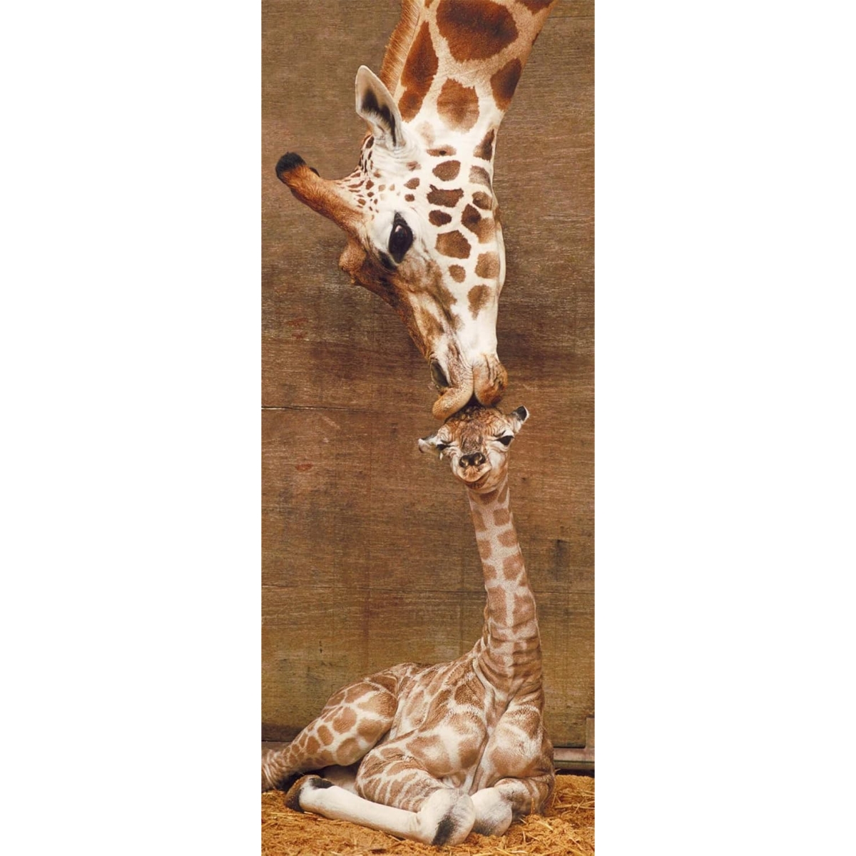 رافنسبورجر أحجية القبلة الأولى للجنسين، 11-12 سنة